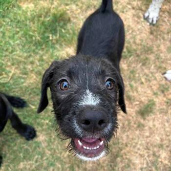 Zoey -  Black Labrador Retriever and Terrier Dog for Adoption in Snyder, Texas - Zoey | PetCurious