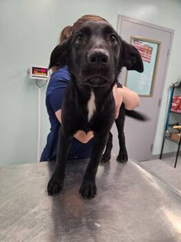 Willie -  Terrier Dog for Adoption in Athens, Tennessee - Willie | PetCurious