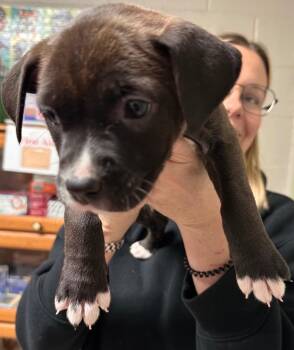 Labrador Retriever Dogs Available for Adoption - Kiowa | PetCurious