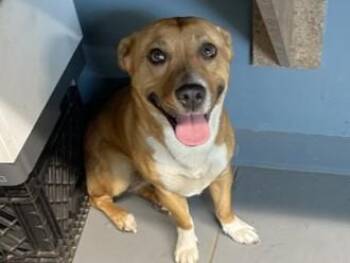 Cardigan Welsh Corgi and Mixed Breed Dogs Available for Adoption - NIKOLE | PetCurious