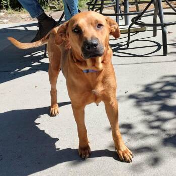 Cookie -  Mixed Breed Dog for Adoption in Madisonville, Tennessee - Cookie | PetCurious