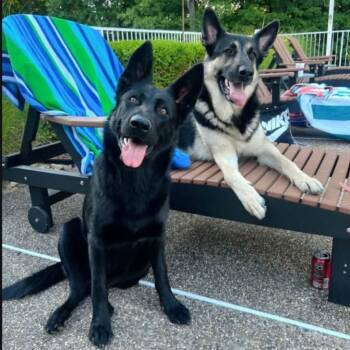 Bane & Bella (Bonded Pair) (Courtesy Post) -  German Shepherd Dog Dog for Adoption in Vine Grove, Kentucky - Bane & Bella (Bonded Pair) (Courtesy Post) | PetCurious