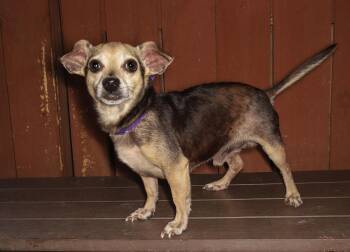 Scooby -  Chihuahua and Dachshund Dog for Adoption in Oakland Park, Florida - Scooby | PetCurious