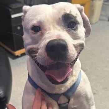 Rescue Mixed Breed Dogs for Adoption in South Burlington, Vermont - Nacho Libre | PetCurious