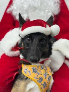 Belgian Shepherd Malinois and German Shepherd Dog Dogs Available for Adoption - Gabby | PetCurious