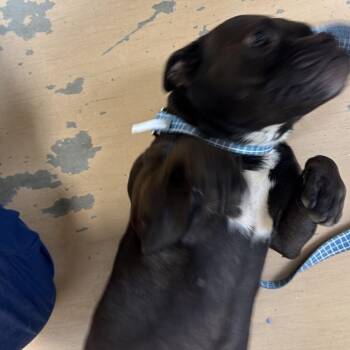 Lampageddon -  Mixed Breed Dog for Adoption in Gadsden, Alabama - Lampageddon | PetCurious