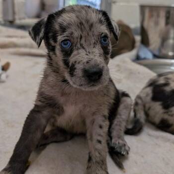 Puppy 5/Waco -  Catahoula Leopard Dog and Shepherd Dog for Adoption in Buchanan Dam, Texas - Puppy 5/Waco | PetCurious