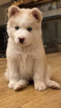 Samoyed and American Eskimo Dog Dogs Available for Adoption - Mishka | PetCurious