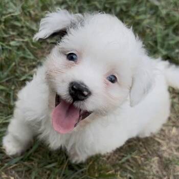 Bailey (Mini-Aussiedoodle) -  Poodle and Australian Shepherd Dog for Adoption in South Saint Paul, Minnesota - Bailey (Mini-Aussiedoodle) | PetCurious