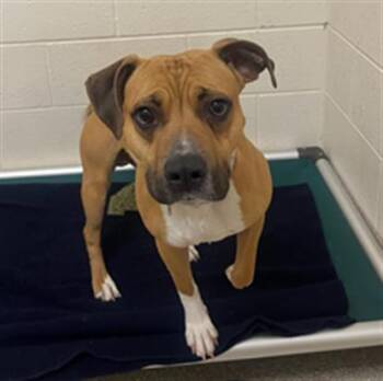 Rescue Pit Bull Terrier Dogs for Adoption in Saginaw, Michigan - WILT | PetCurious