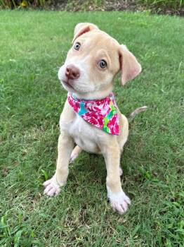 Oats -  Terrier Dog for Adoption in Alvin, Texas - Oats | PetCurious