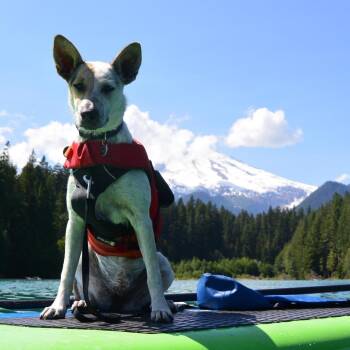 Lyla -  Border Collie and Cattle Dog Dog for Adoption in Bellingham, Washington - Lyla | PetCurious