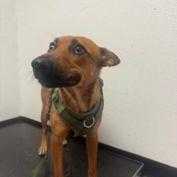 Dingo -  Australian Shepherd Dog for Adoption in Taos, New Mexico - Dingo | PetCurious