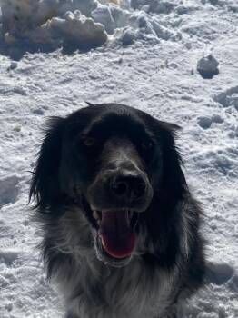 Rescue Border Collie Dogs for Adoption in Crested Butte, Colorado - Rio | PetCurious