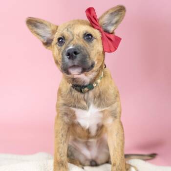 Mixed Breed Dogs Available for Adoption - Disney | PetCurious