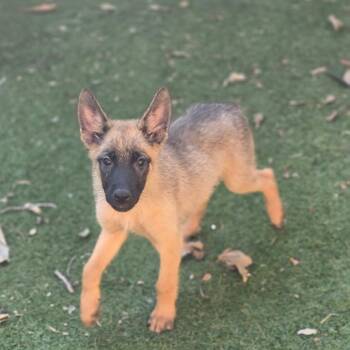 Scarlett KL -  Belgian Shepherd Malinois and German Shepherd Dog Dog for Adoption in Austin, Texas - Scarlett KL | PetCurious