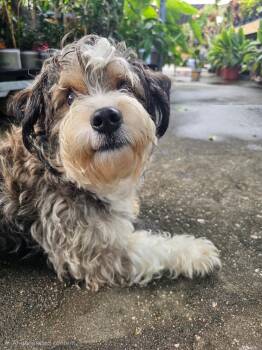 Rocky - In Foster -  Miniature Schnauzer and Poodle Dog for Adoption in Jefferson, Louisiana - Rocky - In Foster | PetCurious