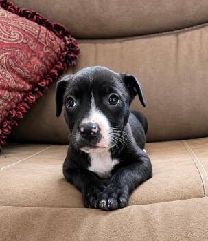 Labrador Retriever and Terrier Dogs Available for Adoption in Princeton, Massachusetts - Betsy | PetCurious
