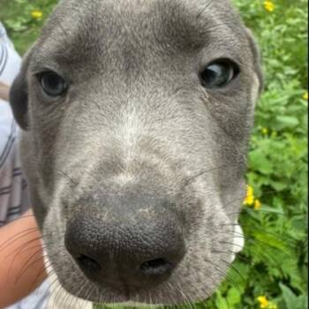 Elm -  Hound and Mixed Breed Dog for Adoption in Kansas City, Missouri - Elm | PetCurious