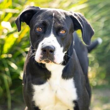 JAVA -  Great Dane and Pit Bull Terrier Dog for Adoption in Camarillo, California - JAVA | PetCurious