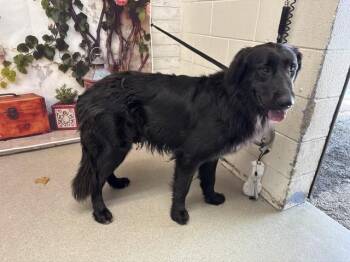 Flat Coated Retriever and Mixed Breed Dogs Available for Adoption in San Bernardino, California - BELLAMY | PetCurious