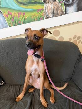 Nelly -  Boxer Dog for Adoption in Williamsburg, Iowa - Nelly | PetCurious