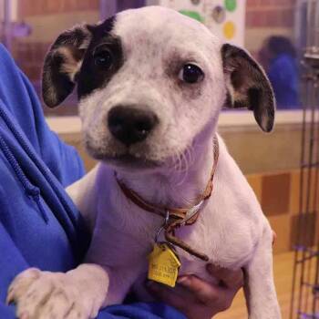 Mixed Breed Dogs Available for Adoption in Port Washington, New York - Skittles | PetCurious