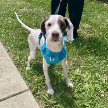 Braxton -  Aussiedoodle Dog for Adoption in Hughesville, Maryland - Braxton | PetCurious