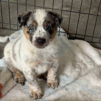 Heeler Puppies -  Australian Cattle Dog Blue Heeler Dog for Adoption in Eagleville, Tennessee - Heeler Puppies | PetCurious