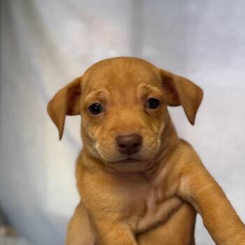 Ciabatta -  Chihuahua and Dachshund Dog for Adoption in San Pablo, California - Ciabatta | PetCurious