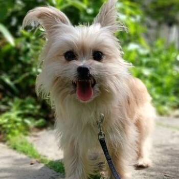 Fluff -  Maltese Dog for Adoption in Durham, North Carolina - Fluff | PetCurious