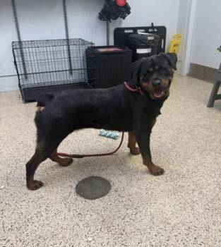 Rottweiler Dogs Available for Adoption in Philadelphia, Pennsylvania - Twila | PetCurious
