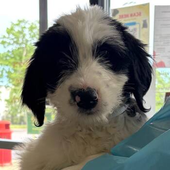 Spaniel and Hound Dogs Available for Adoption in Nashville, Tennessee - Blossom Dearie | PetCurious