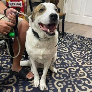 Chloe -  Great Pyrenees and Mixed Breed Dog for Adoption in Lake Panasoffkee, Florida - Chloe | PetCurious