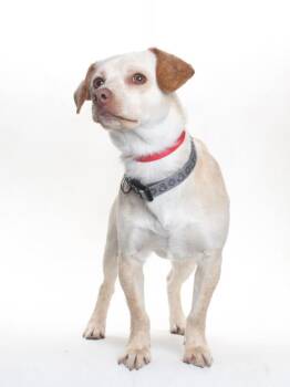 CHICO -  Chihuahua and Beagle Dog for Adoption in Burbank, California - CHICO | PetCurious