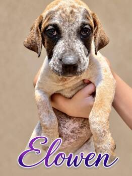 Elowen -  Australian Cattle Dog Blue Heeler Dog for Adoption in Manchester, Connecticut - Elowen | PetCurious