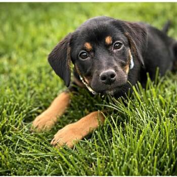Labrador Retriever Dogs Available for Adoption in Evansville, Wisconsin - CESSNA | PetCurious