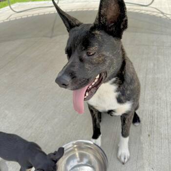 Gr -  Shepherd Dog for Adoption in Longview, Texas - Gr | PetCurious