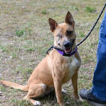 Rica -  Shepherd Dog for Adoption in Richmond, Virginia - Rica | PetCurious