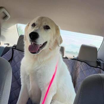 Sugar -  Great Pyrenees and Mixed Breed Dog for Adoption in Fredericksburg, Virginia - Sugar | PetCurious