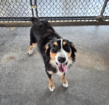 Poppi -  Australian Shepherd Dog for Adoption in Bolivar, Missouri - Poppi | PetCurious