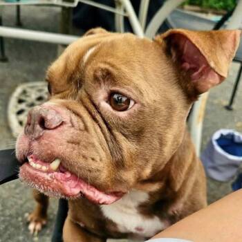 Mr. Magoober -  American Bulldog Dog for Adoption in Groveland, Massachusetts - Mr. Magoober | PetCurious