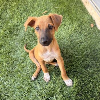Moo -  Shepherd and Terrier Dog for Adoption in Escondido, California - Moo | PetCurious