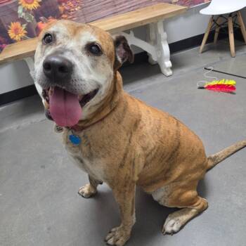Rosie -  Mixed Breed Dog for Adoption in Normal, Illinois - Rosie | PetCurious