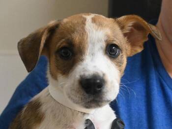 Monterey -  Pit Bull Terrier and Shepherd Dog for Adoption in Portland, Oregon - Monterey | PetCurious