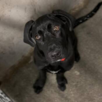 Zuri A2284021 -  Black Labrador Retriever and Mixed Breed Dog for Adoption in Los Angeles, California - Zuri A2284021 | PetCurious