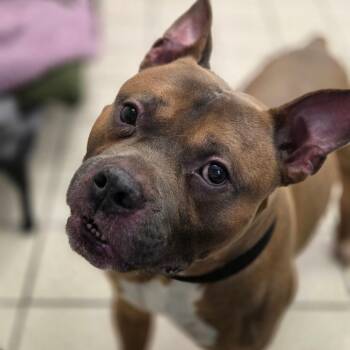 Cinnamon Toast Crunch -  Mixed Breed Dog for Adoption in Charleston, West Virginia - Cinnamon Toast Crunch | PetCurious