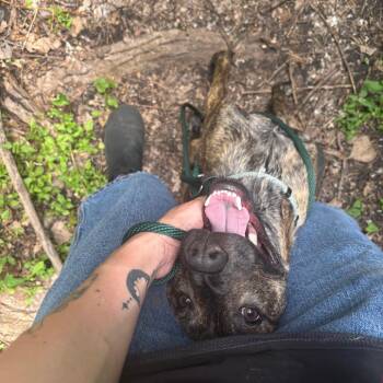 Koda -  Mixed Breed Dog for Adoption in Walker, Michigan - Koda | PetCurious