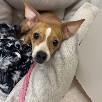 Connie -  Chihuahua Dog for Adoption in San Diego, California - Connie | PetCurious