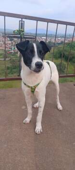 Blacky -  Collie Dog for Adoption in Woodstock, Ontario - Blacky | PetCurious